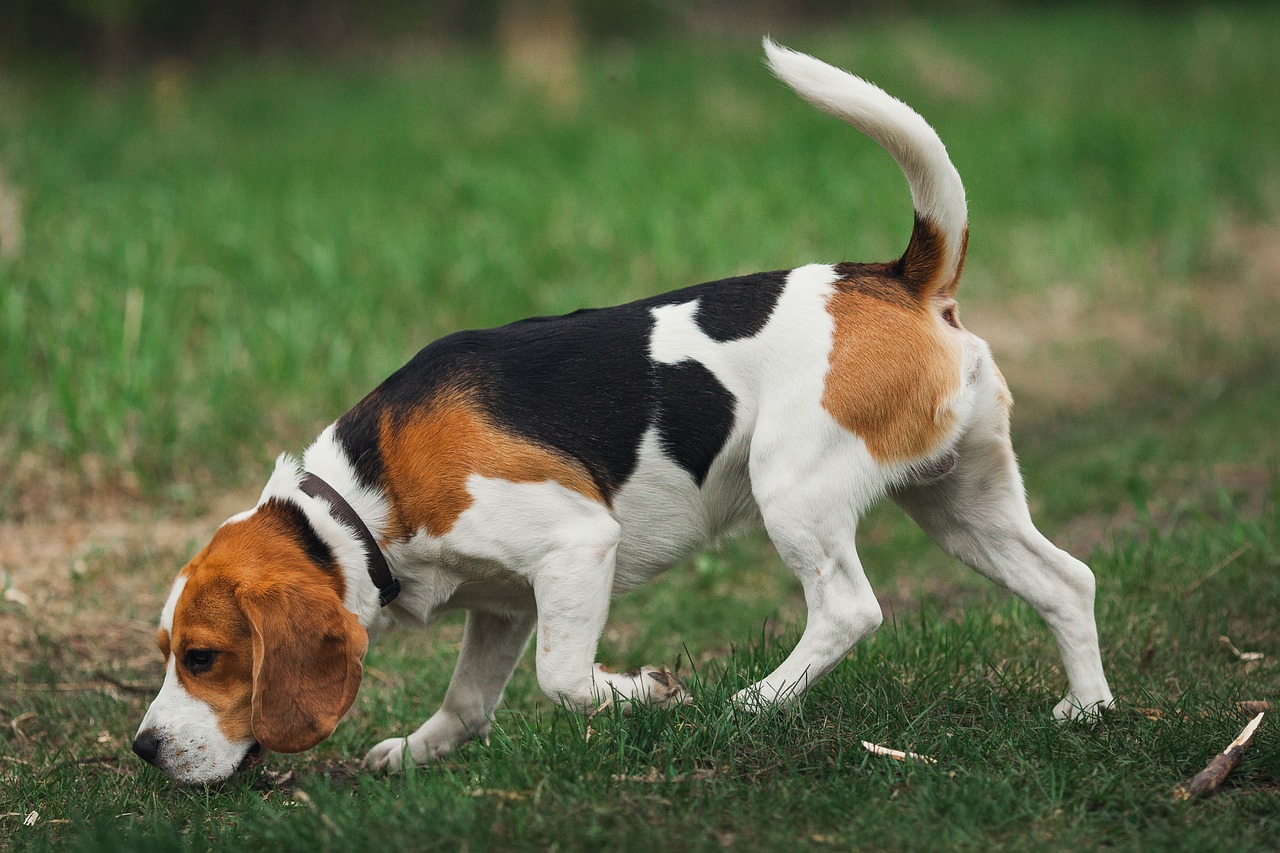 Beagle simpàtic 1