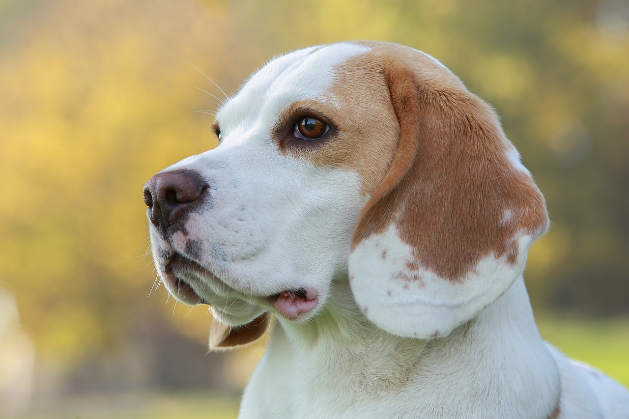 Beagle simpàtic 2