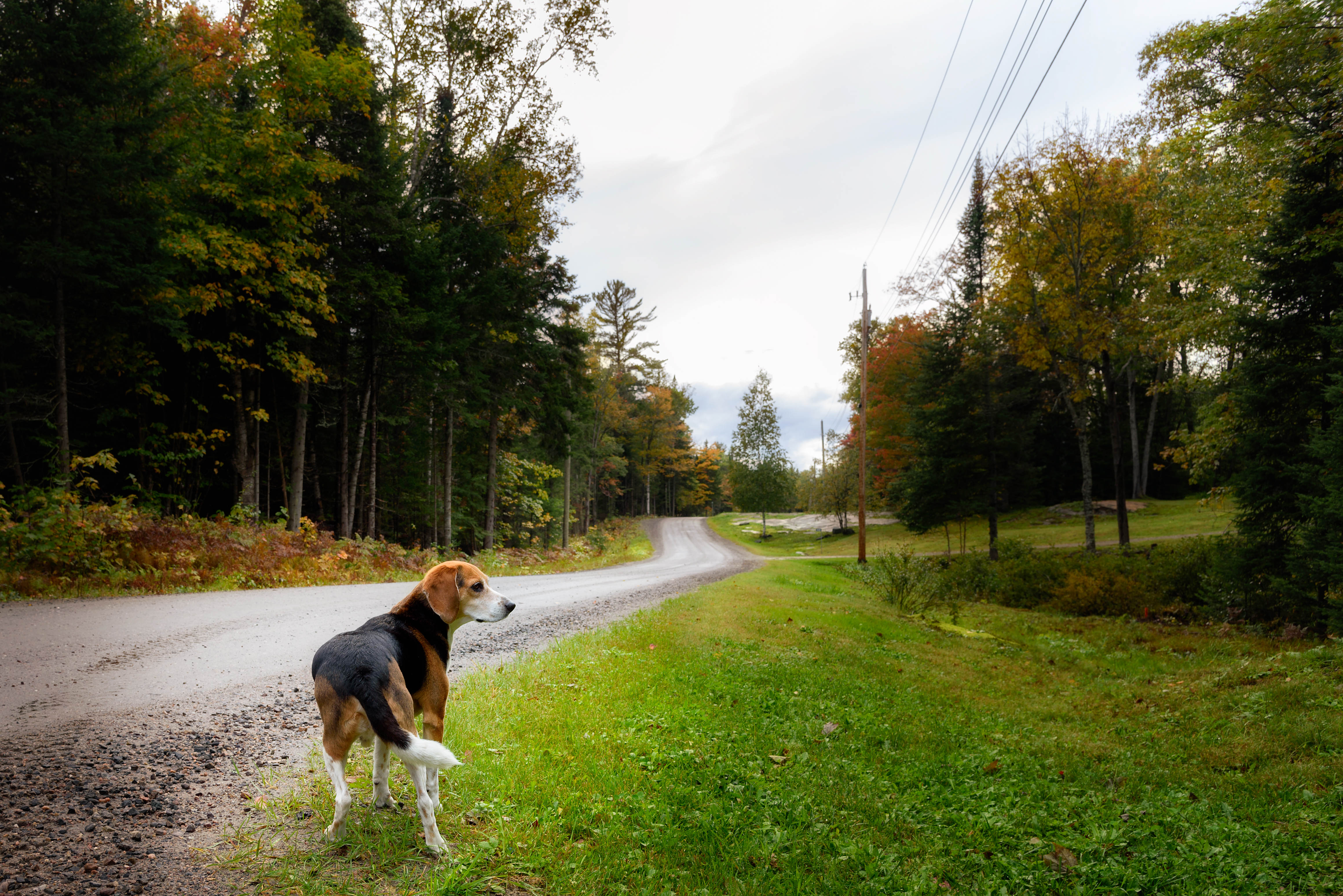 Beagle simpàtic 3